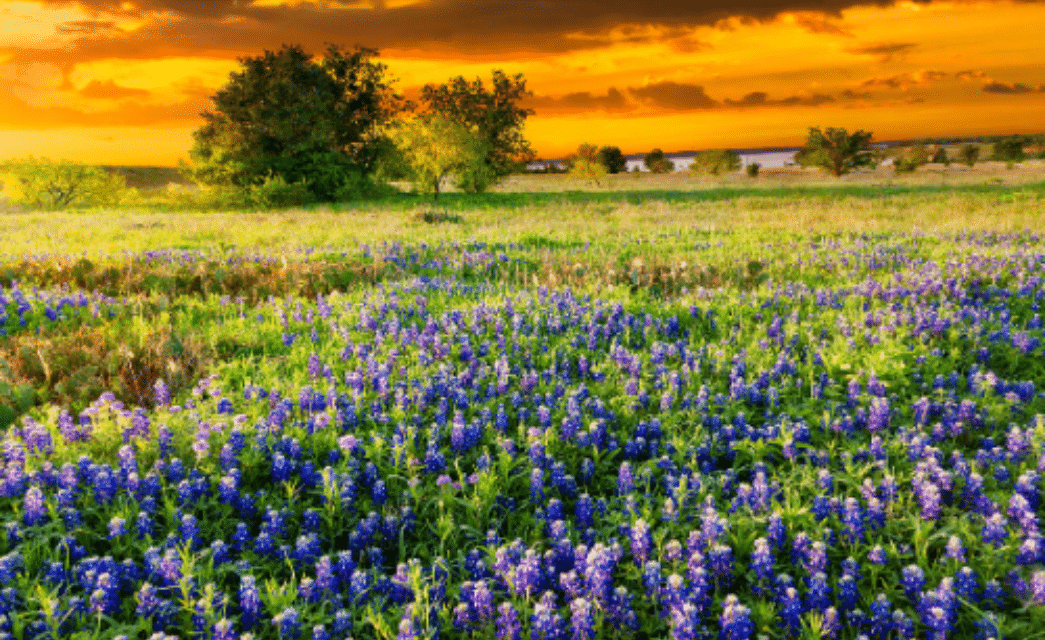 Image of bluebonnets in field in Texas