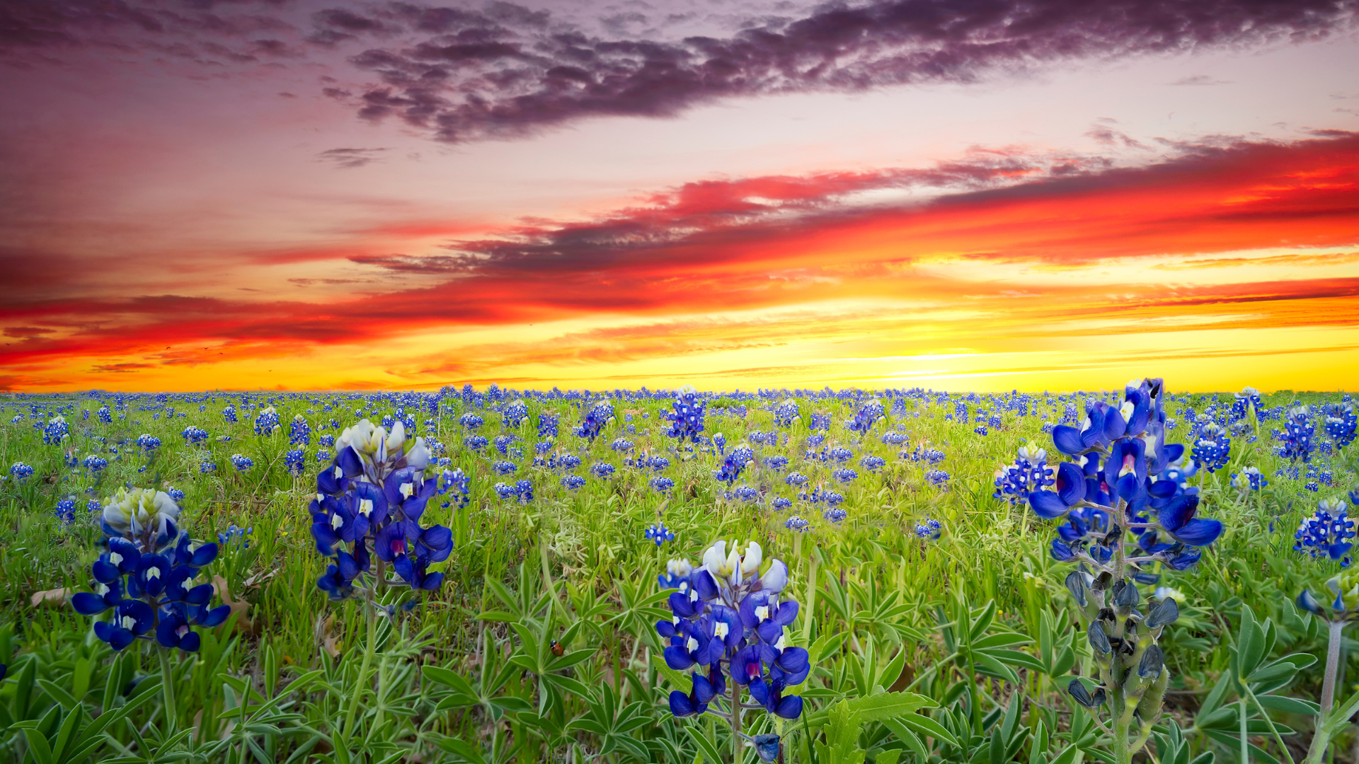 Image of Texas Bluebonnets with a vivid sunset in Texas Hill Country 