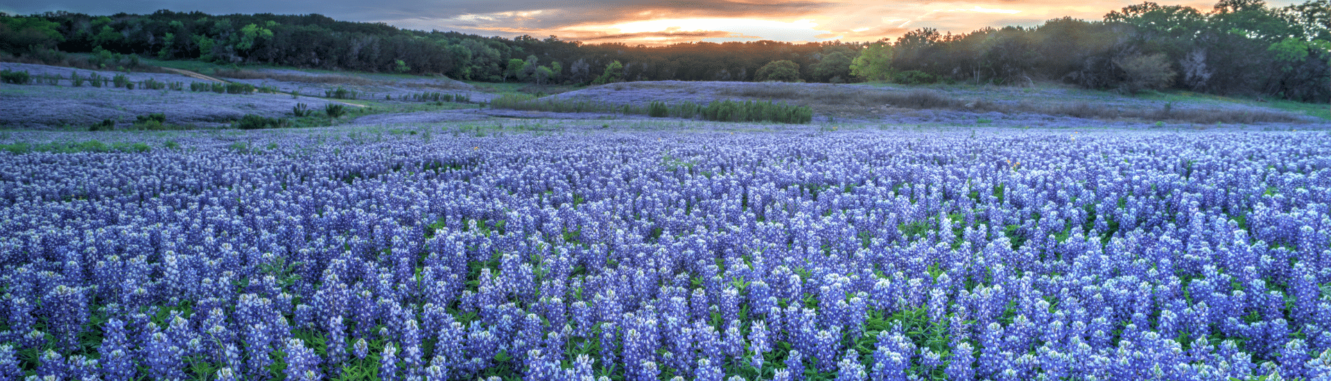 Imahe of Texas Bluebonnets in Texas Hill Country at Sunset