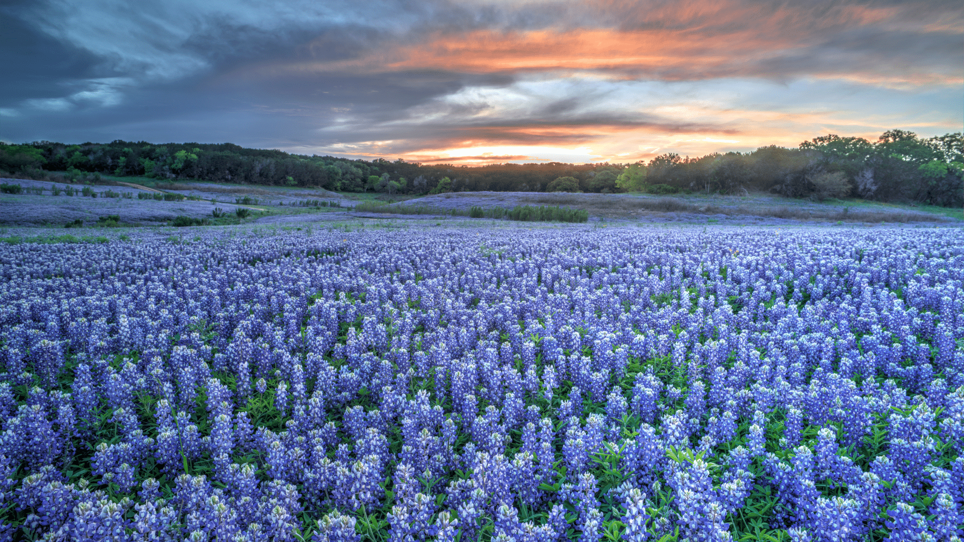 Imahe of Texas Bluebonnets in Texas Hill Country at Sunset