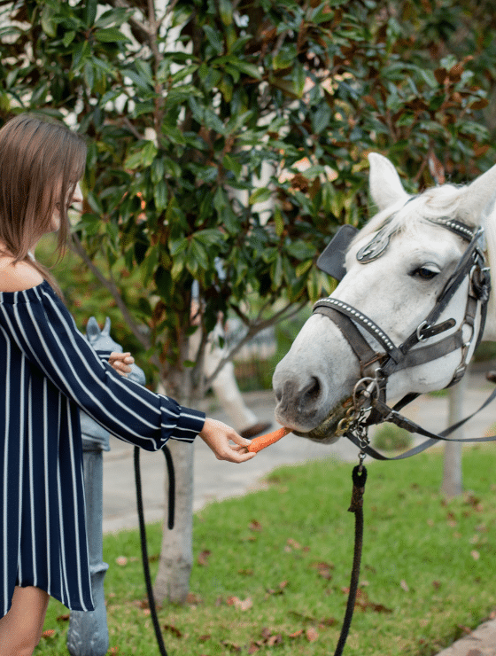 Image of woman feeding a carrot to a horse in Galveston