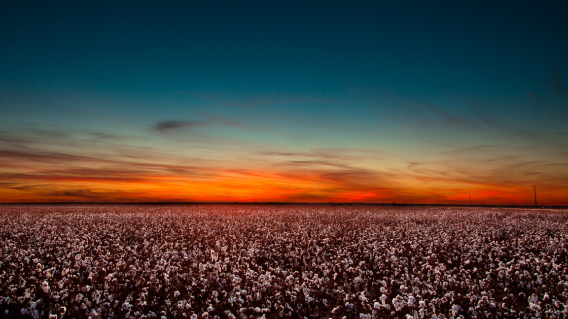 Image of cotton fields in great plains texa